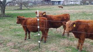 Red Angus amp Mini Bucking Bulls Texas [upl. by Ermeena]