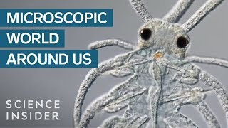 AwardWinning Footage Of The Microsopic World Around Us [upl. by Settle300]