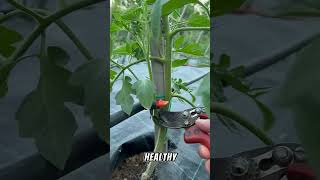 Ultimate Guide of Tomato 🍅gardeningadvice viralvideo fyp viralshort tiktok shorts gardening [upl. by Ynohtnaed]