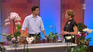 ARDBuffet Orchideen mit dem Orchideenspezialist Josef Seidl [upl. by Ashwell]