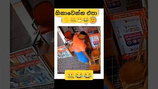 විපතක්නේ වෙලා තියෙන්නේ 🖐️😂 slmemereview srilankanathalmeme athal athalsinhala funny dance [upl. by Patt]