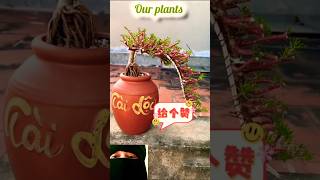 Lovely Flowering Plant shorts diy portulaca flowers plants [upl. by Xineohp]