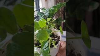 Easy heart leaf philodendron propagation and soil mix [upl. by Kano351]