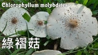 台灣最惹事的毒菇 The Most PoisoningCausing Toadstool in Taiwan：Chlorophyllum molybdites [upl. by Ecadnak497]