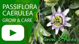 Passiflora caerulea  grow amp care Bluecrown Passionflower [upl. by Deenya]