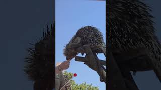 Go to the zoo with me  Prehensile tailed porcupine zoo lincoln nebraska [upl. by Trilbie]