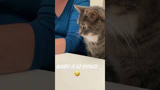 Jujubee is so spoiled 🤣 viralvideo cat family nature video loveviralshorts [upl. by Ettari]