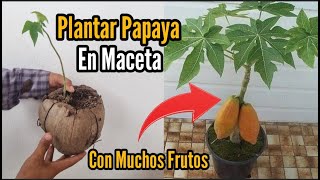 Como Plantar una Planta de Papaya en Maceta y que de Muchos Frutos [upl. by Nyllek256]