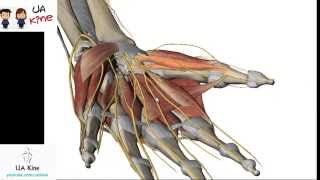 Anatomía Musculos Mano  Origen Inserción Inervación y Función [upl. by Aninep604]