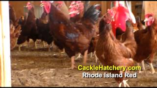 Rhode Island Red Chicken Breed Breeder Flock  Cackle Hatchery [upl. by Hajile791]