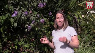 How to Prune Clematis Plants [upl. by Tamah]