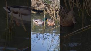 Mallards Couple  Stockente Pärchen Vogelstangsee  Mannheim [upl. by Kenwrick946]