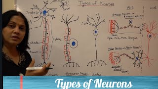 Types of neurons sensory motor and interneurons [upl. by Derraj901]