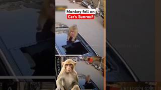 Panoramic Sunroof shattered by Monkeys fall manishbhardwaj viralnews mgastor2022 shorts [upl. by Avigdor]