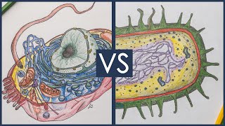 Prokaryotes vs Eukaryotes  Biology Tutorial [upl. by Aliuqehs]