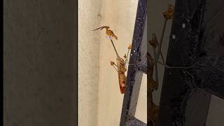 Violin Mantis …uninvited guest … violinmantis uninvitedguest Gongylusgongylodes [upl. by Graniah]