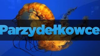 Parzydełkowce [upl. by Rep]