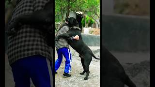 Cane Corso Gentle Giants or Intimidating Protectors Debunking Biggest Dog Mythsviral mastiff [upl. by Janos804]