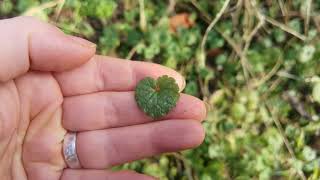 Identifying Edible plants Glechoma hederacea  ground ivy [upl. by Suoirred691]