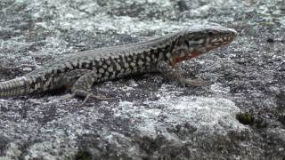 Lézard des murailles  Podarcis muralis [upl. by Ahtar529]