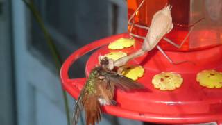 Praying Mantis kills hummingbird 3 [upl. by Ziwot]