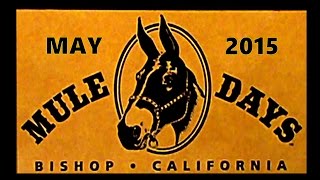 MULE DAYS BISHOP CA 2015 [upl. by Enixam]