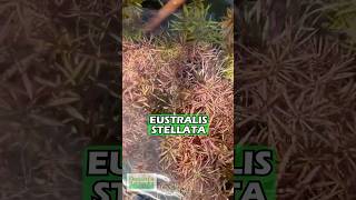 Eustralis Stellata quotVery strong very purplequot WILD Aquarium Plant is available for sale [upl. by Onaimad]