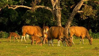 Ujung Kulon National Park Java Indonesia [upl. by Grussing]