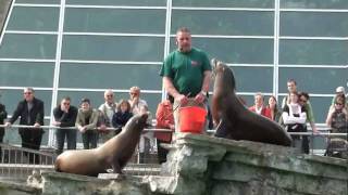 Zoo Stuttgart Wilhelma Seelöwenfütterung komplett [upl. by Carlie378]