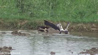 Comb Duck  एक ने दूसरी को पानी में दबा दिया 😊 youtube birds youtubeindia duck mating nakta [upl. by Ewall]