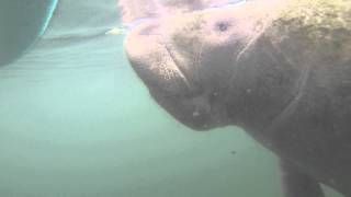 Manatee day 1 4 [upl. by Dew]