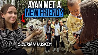 Getting Siberian Husky Dog for My Son  Russia🇷🇺 [upl. by Ogawa]