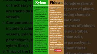 Xylem vs Phloem  Key Differences in Plant Transport Systems Explained [upl. by Walley]