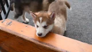 Alaskan Malamute Puppies For Sale [upl. by Aztinay216]