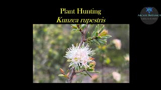 Plant Hunting  Targeted searching for Kunzea rupestris  a threatened plant species in Sydney [upl. by Larry]