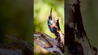 Watch before buy Canon R7 amp RF 100500mm shorts viralreels birds canon [upl. by Neelehtak]