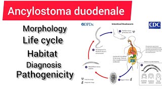 Ancylostoma duodenale zoology 3rd year handwritennotes hpu viralvideo handwritennotes [upl. by Hgierb]