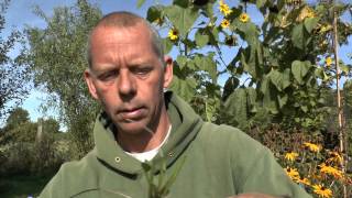 Pflanzen Vermehrung Teil 5 Sonnenhut Rudbeckia Gärtnertipp Instructions Stauden [upl. by Maryrose]