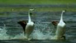 Western Grebe birds walking on water [upl. by Airol]