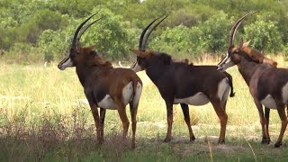 sable antelope herd  part 5  shift spots in the shade [upl. by Noleta23]