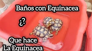 equinacea para tortuga baños ayuda a subir el sistema inmunologico turtleequinacea [upl. by Seeto]