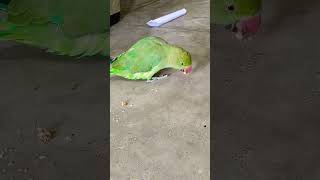 Talking parrot 🦜🦜 parrot talkingparrot birds [upl. by Nowujalo622]