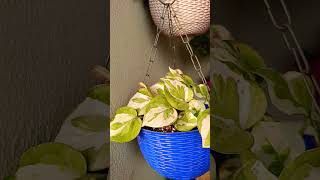 fast growing hanging basket 🧺 plantsfeed viral short subscribelike share hanging plants [upl. by Aun]