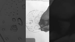 Cross section of mammalian ovary  class 12  bihar board  practical drawing shorts  song [upl. by Blakely]