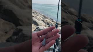 SINGLE HOOK BOTTOM RIG itsmorefuninfishing kftvtoconnectandentertain anglerakosaanmandakongmundo [upl. by Inavoj]