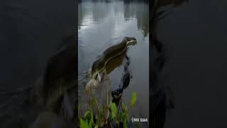 👀 Deadly Swamp Showdown Water Snake vs Water Moccasin 👀 mocassin watersnake [upl. by Kamerman]