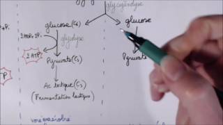 Utilisation de lATP par la cellule musculaire TS spé SVT [upl. by Ayital]