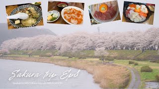 VlogSakura trip EP8 พาไปร้านลับKaizendonและชมซากุระที่Kakunodate [upl. by Terb205]