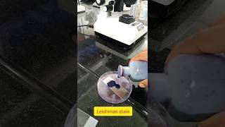 blood smear ।। Leishman stain test ।।medicalstudent mbbs [upl. by Ahsinauj828]