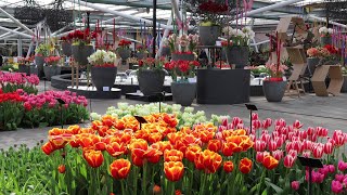 Keukenhof garden 2023  Spring has come  4k [upl. by Yer514]